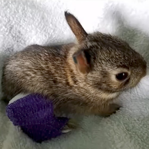 Rabbit Hemorrhagic Disease and the Biosecure Rehabilitation of Rabbits ...