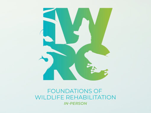 Foundations of Wildlife Rehabilitation In-Person