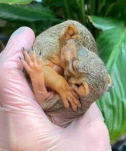 Spring Training 2026