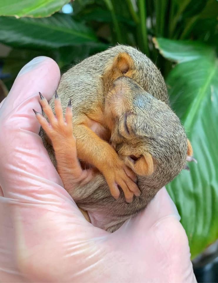 Spring Training 2026